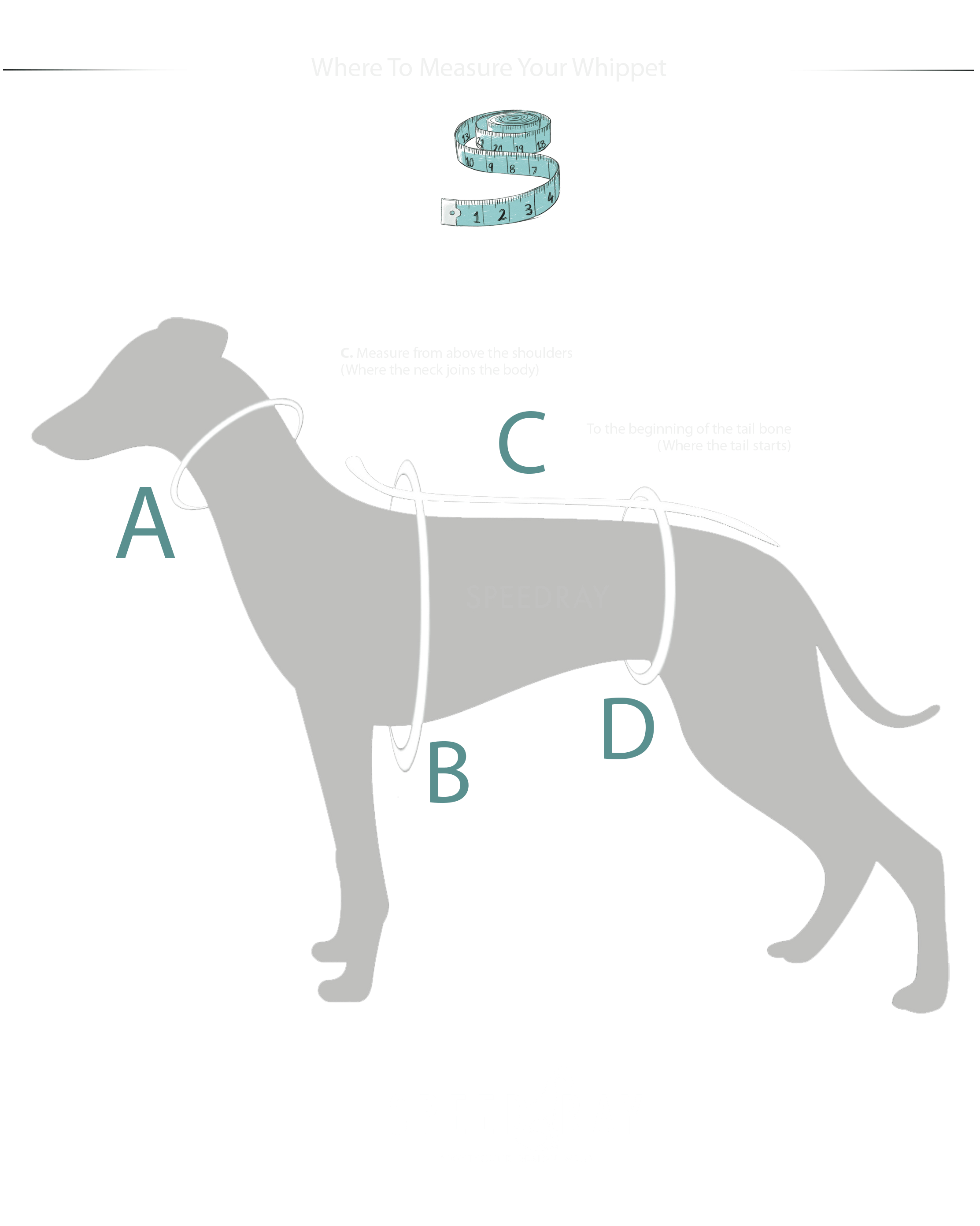 Whippet size chart. How to measure your Whippet. Bespoke to the Whippet dog breed made to measure