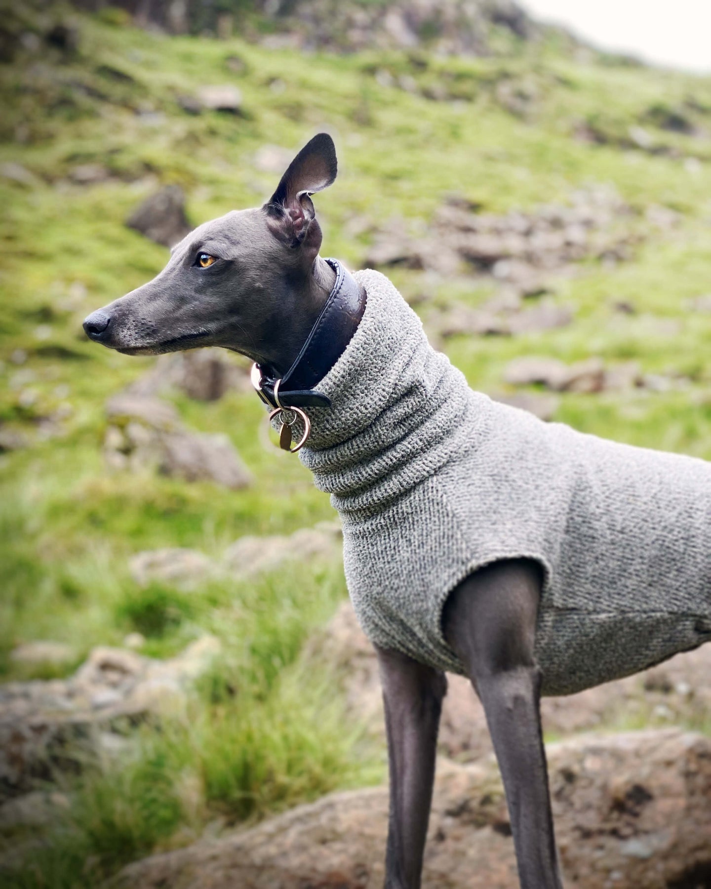 whippet puppy jumper