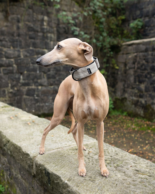 are old croatian sighthound noisy