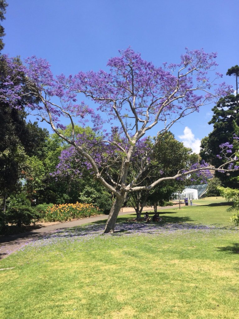 Royal Botanical Gardens Sydney 