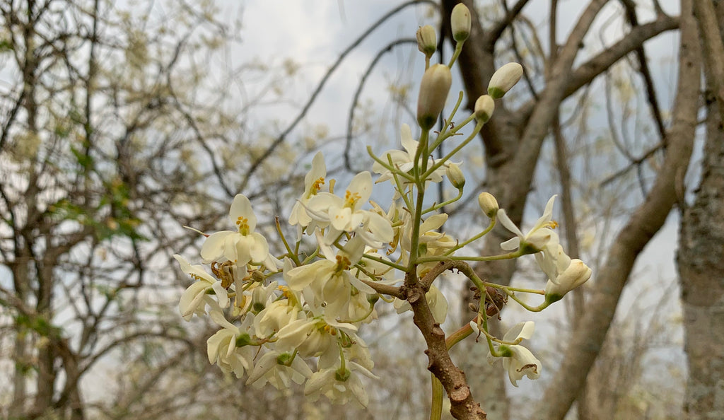 Moringa flowers in bloom at Raintree Farms in Uganda