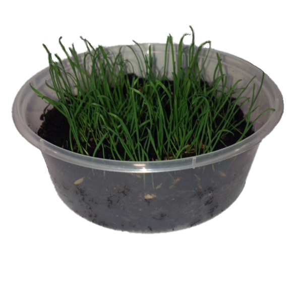 Kittygardensuk Unique Cat Grass Kit