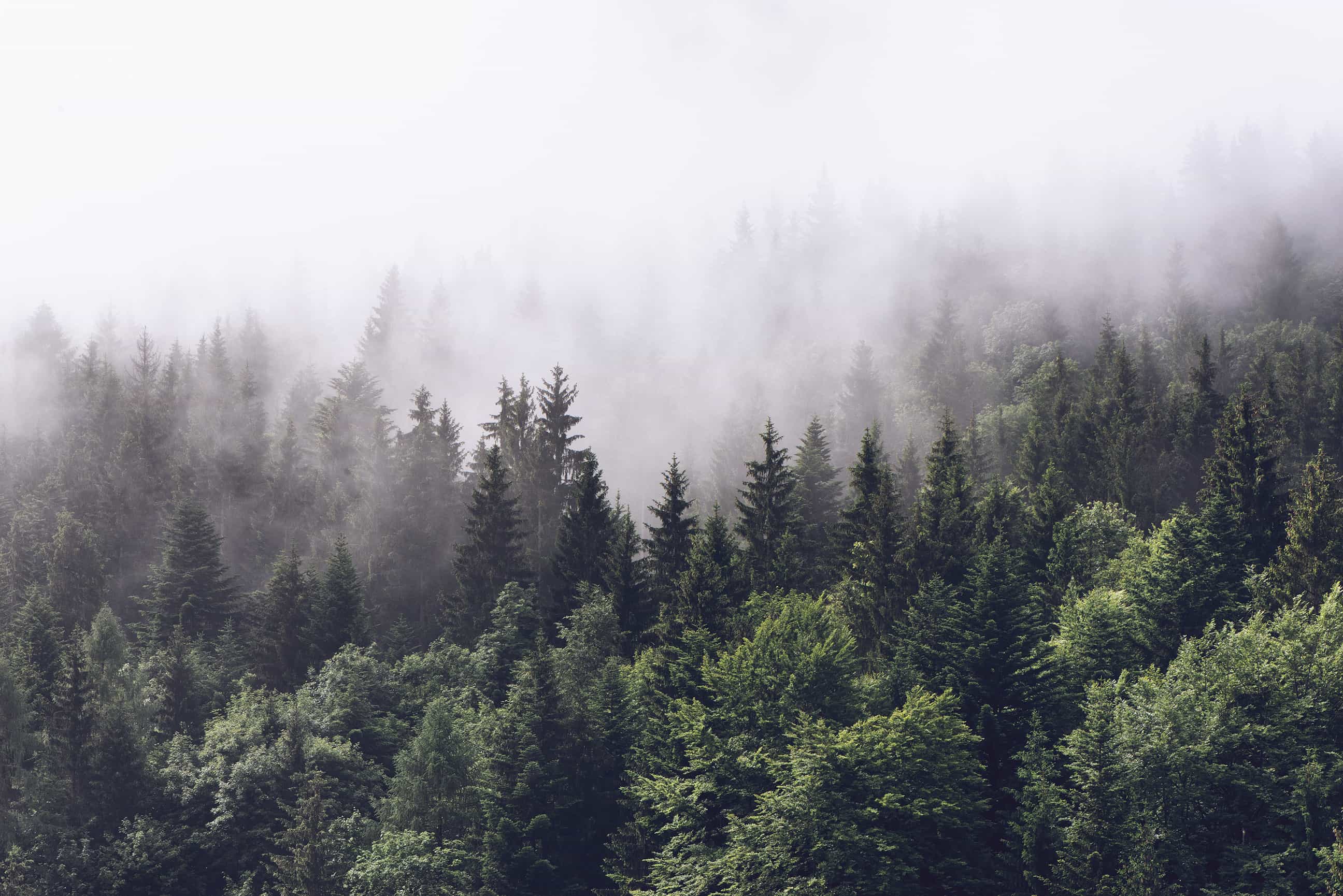 misty-forest-nature-mountain-textile-wallpaper.jpg