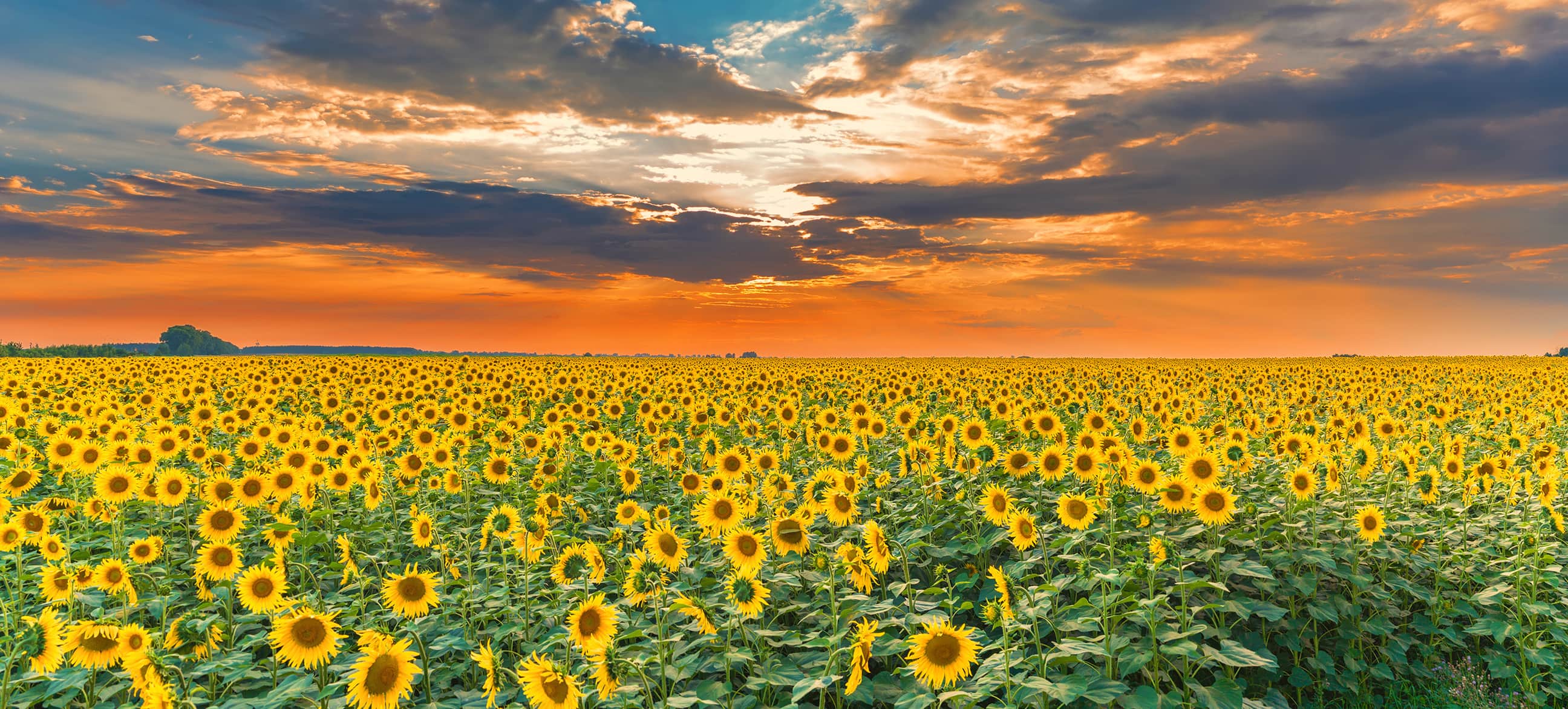 Sunflower field sunset panoramic landscape Wall Mural | Setting Sunflower