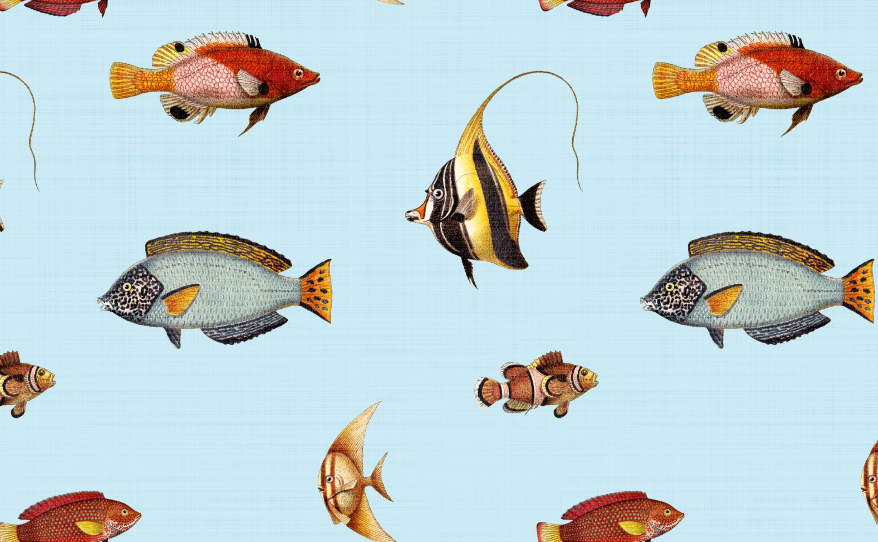 cool colorful fish backgrounds