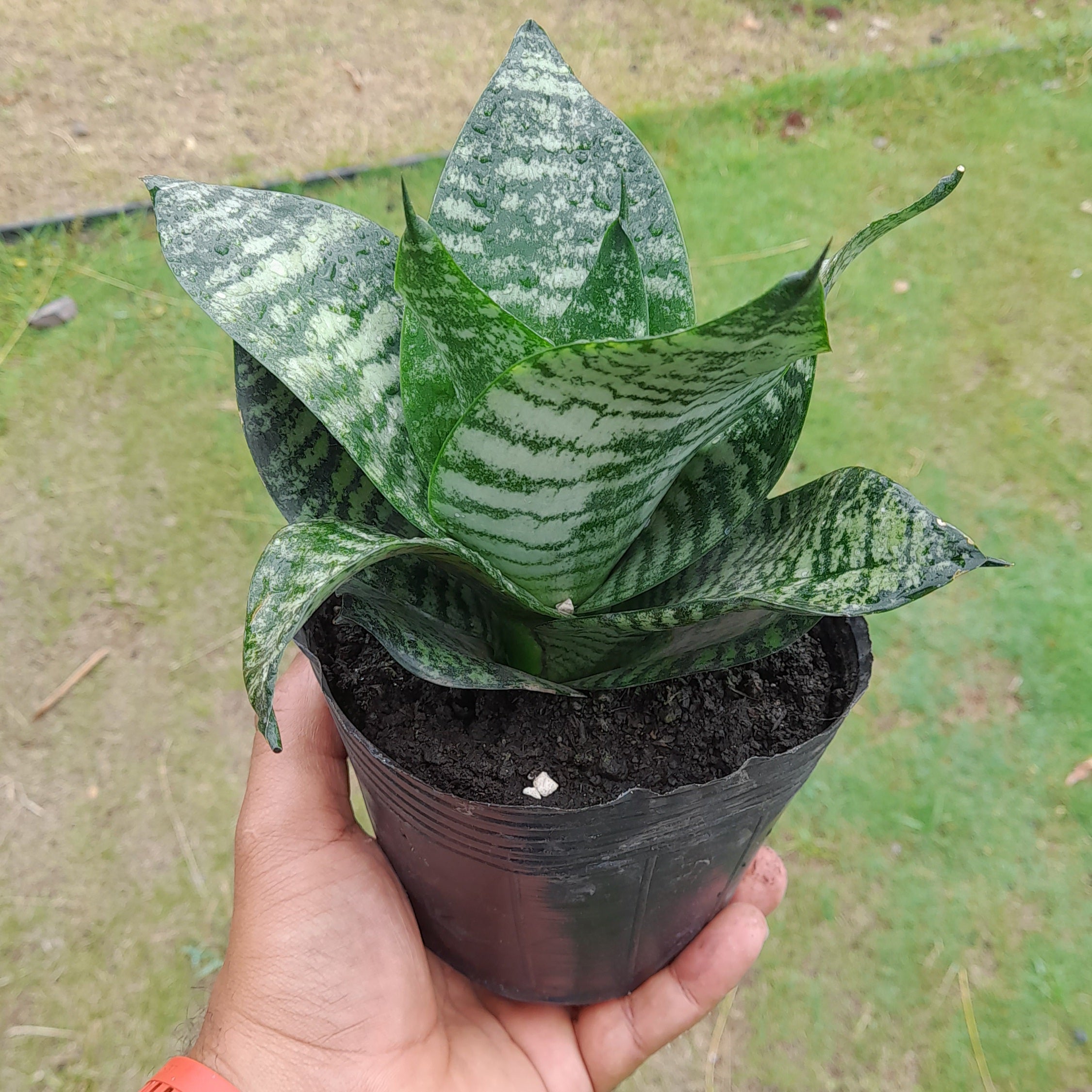 Lengua de Suegra Enana Verde (Enana) – Jardinería Panamá