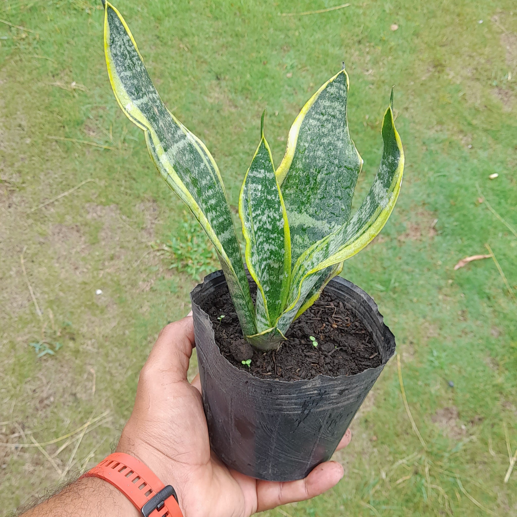 Lengua de Suegra Matizada (chica) – Jardinería Panamá