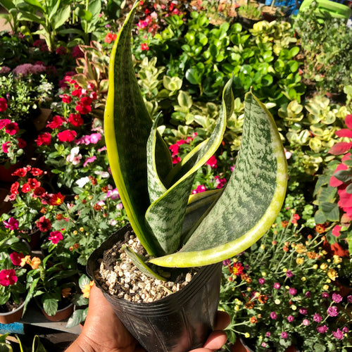 Lengua de Suegra Enana Verde (Enana) – Jardinería Panamá