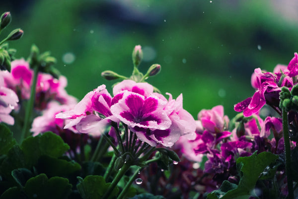 close up of a purple Geranium