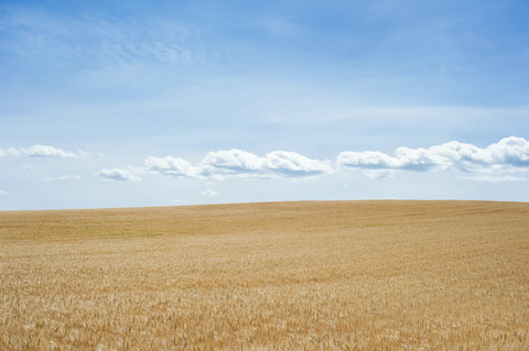 Sunny wheat field