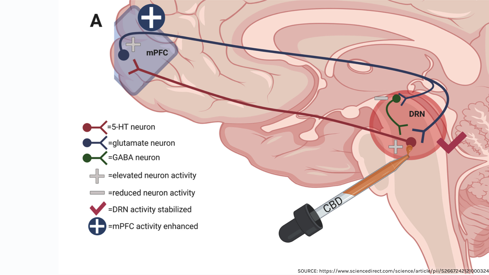 How CBD helps PTSD