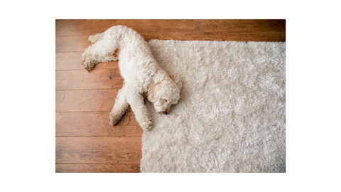 area rug for pets and kids