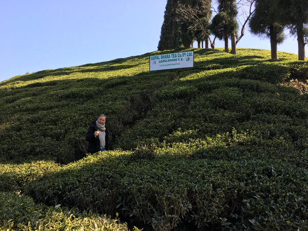 Bernhard Aumann in in einer Tee Plantage in Darjeeling