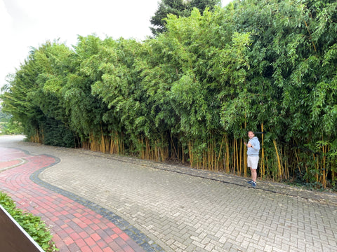 Bernhard Aumann vor dem Bambus in Cloppenburg