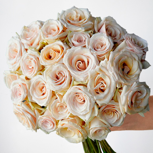 Lemon Chiffon Creamy Ivory Roses