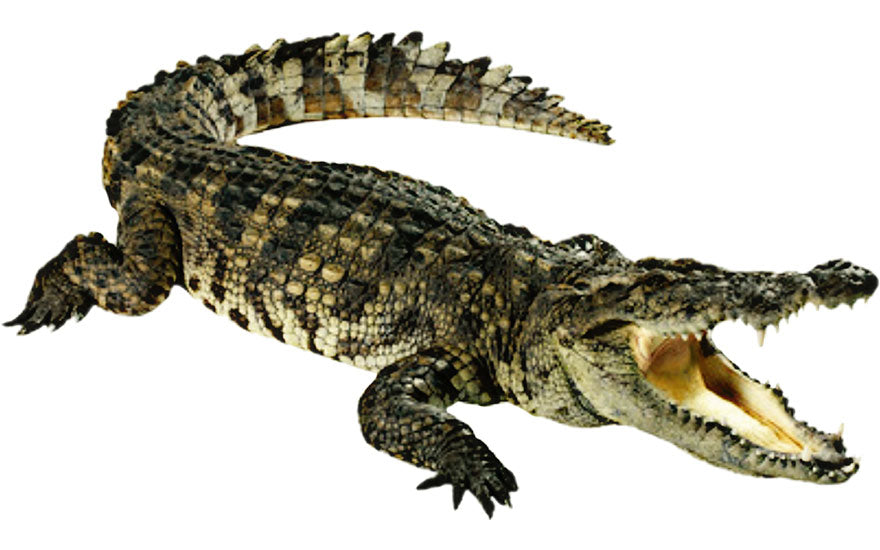 Crocodile Symbolique Spirituelle