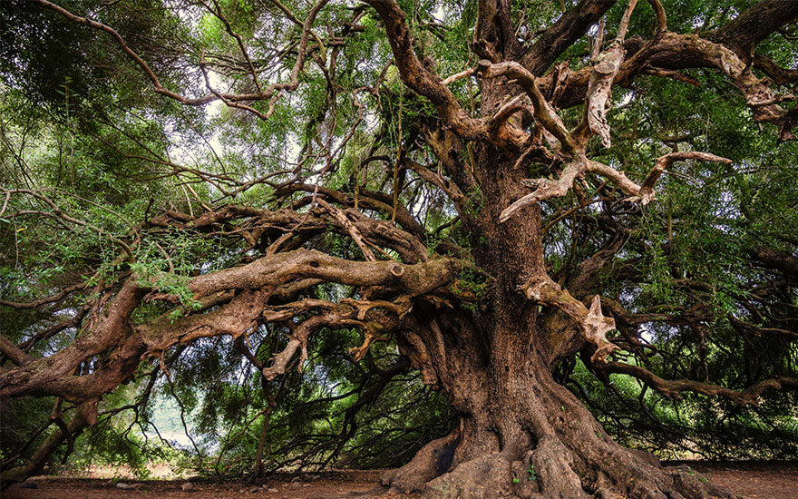 l'Arbre de la Vie