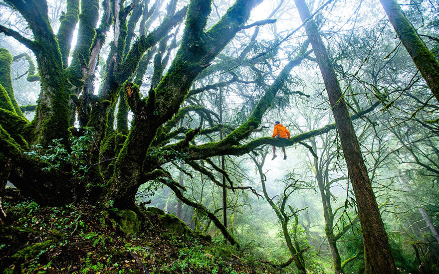 l'arbre de vie signification