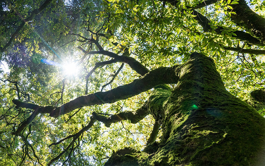 Rêve Arbre Immense