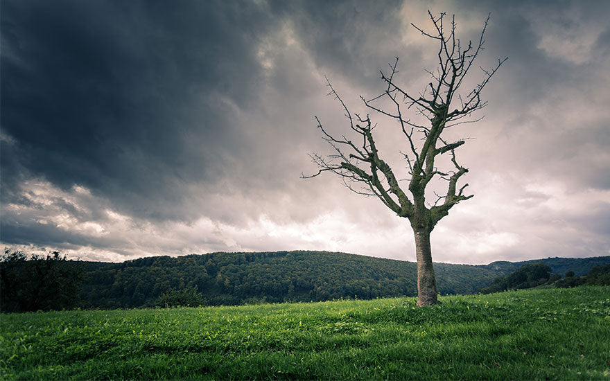 Rêve Arbre Mort