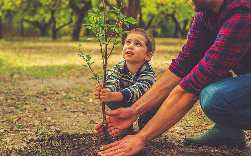 Rêve Planter un Arbre