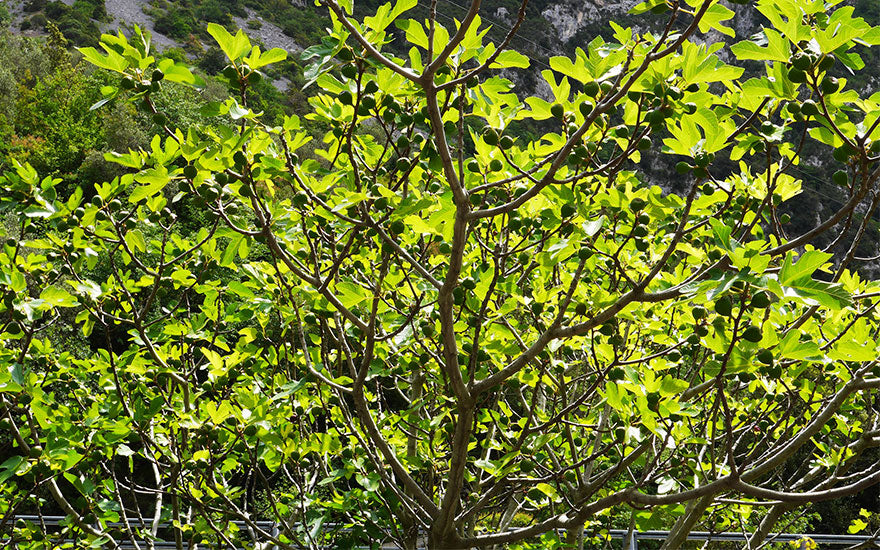 Rêver d'un Arbre Figuier