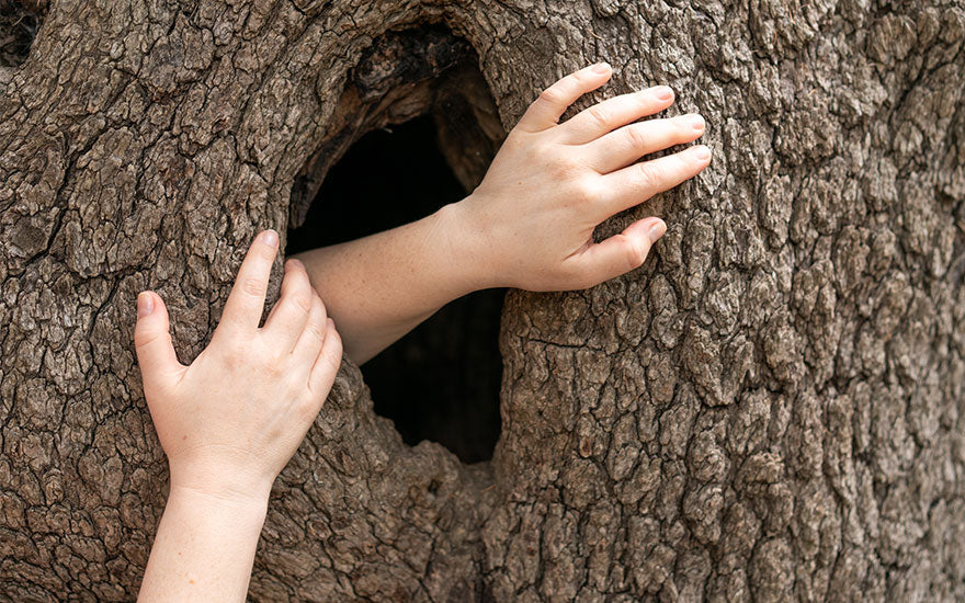 Rêver d'un Tronc Arbre