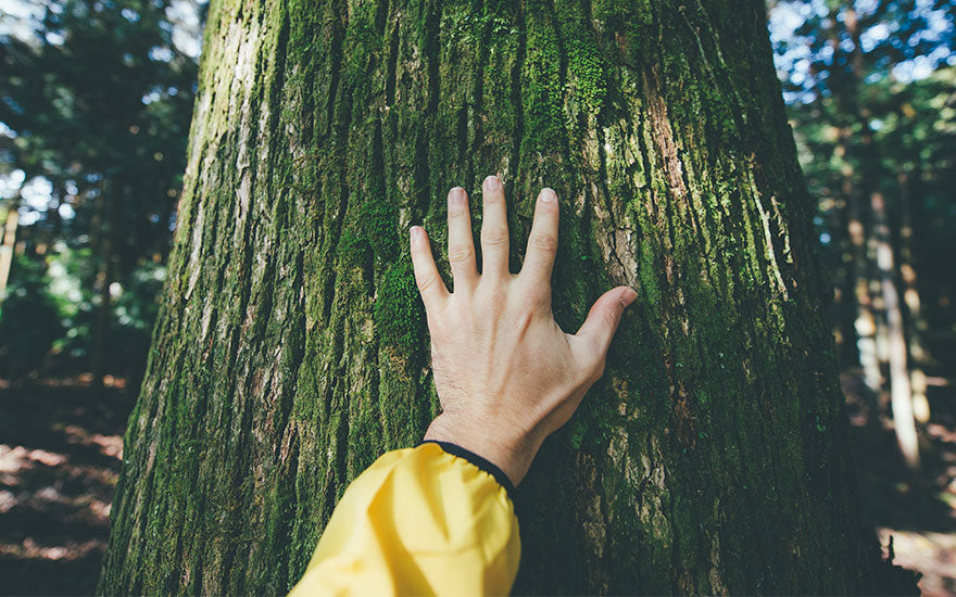 Un bain de Forêt Shinrin Yoku