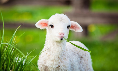 An image of a sheep