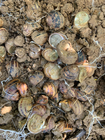 Escargots d'hibernation Escargot Italie helix aspersa muller cornu aspersum