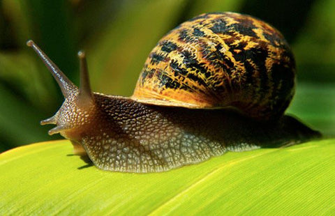 snail italy escargot sale