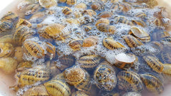 boiling snails helix aspersa Muller for sale