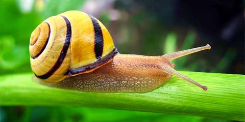 how long does a snail live