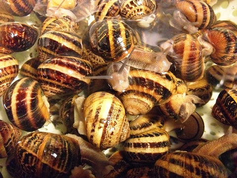 snails for sale snail italy