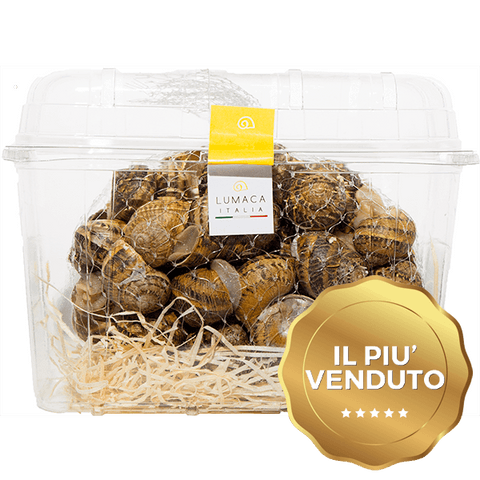 vente d'escargots terrestres offre gratuite escargot italie