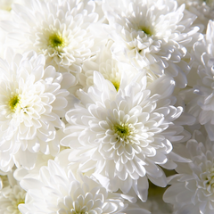 Air Purifying indoor plant Chrysanthemum 