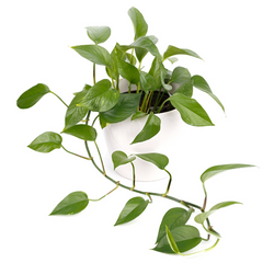Air purifying devils ivy or pothos plant