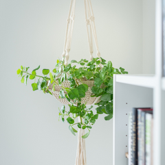 air purifying plant English Ivy