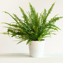 air purifying plant kimberly queen fern