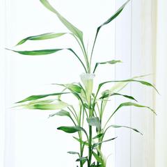 air purifying plant bamboo palm