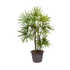 air purifying indoor plant Broad Lady Palm