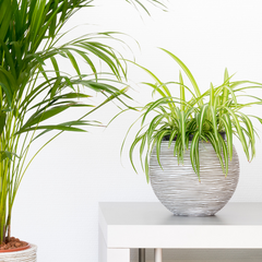 air purifying spider plant