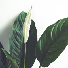 air purifying plant peace lily