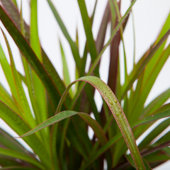 air-purifying-red-edged-dracaena-indoor-plant