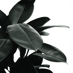 air purifying rubber plant