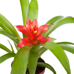 air purifying plant scarlet bromeliad