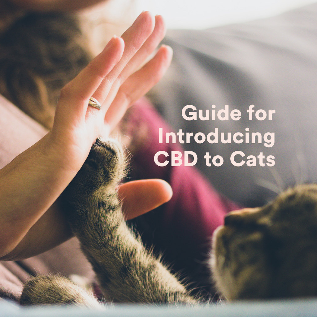 Bluebird Botanicals Guide For Introducing CBD To Cats