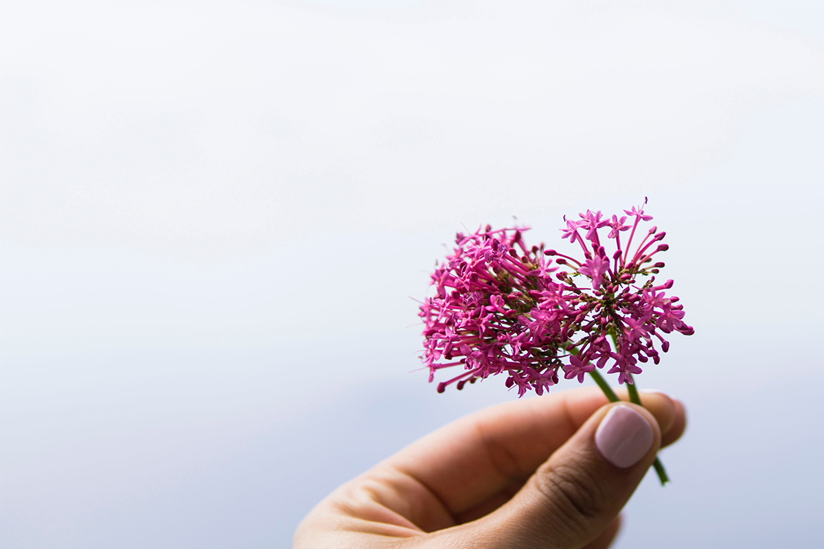 valerian