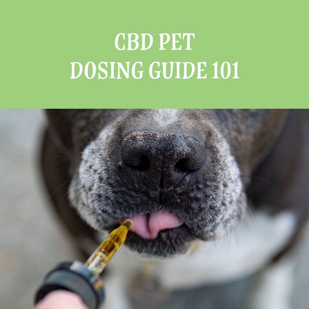 How Does CBD Work for Dogs? | Rover's Wellness
