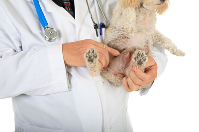 what are signs of testicular cancer in dogs